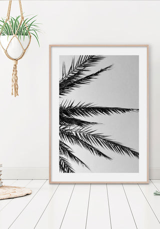 Palm Tree Leaves