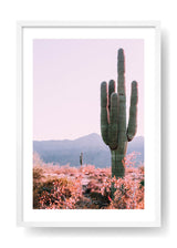 Cactus nel deserto