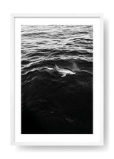Free Dolphine In The Middle Of The Ocean