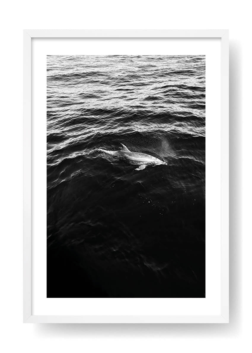 Free Dolphine In The Middle Of The Ocean