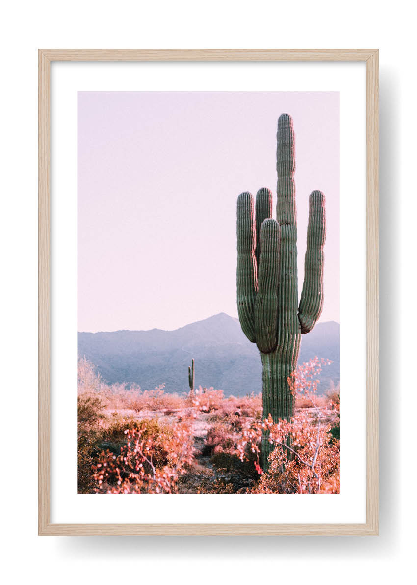 Cactus nel deserto