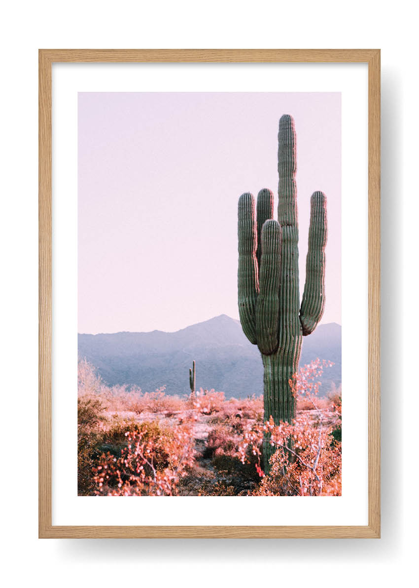 Cactus nel deserto