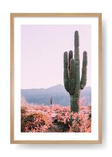 Cactus nel deserto