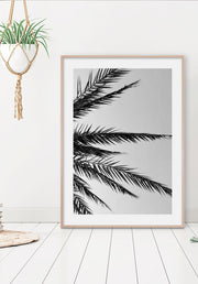 Palm Tree Leaves Poster
