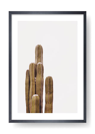 Boho cactus