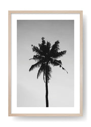 Palmier de Californie