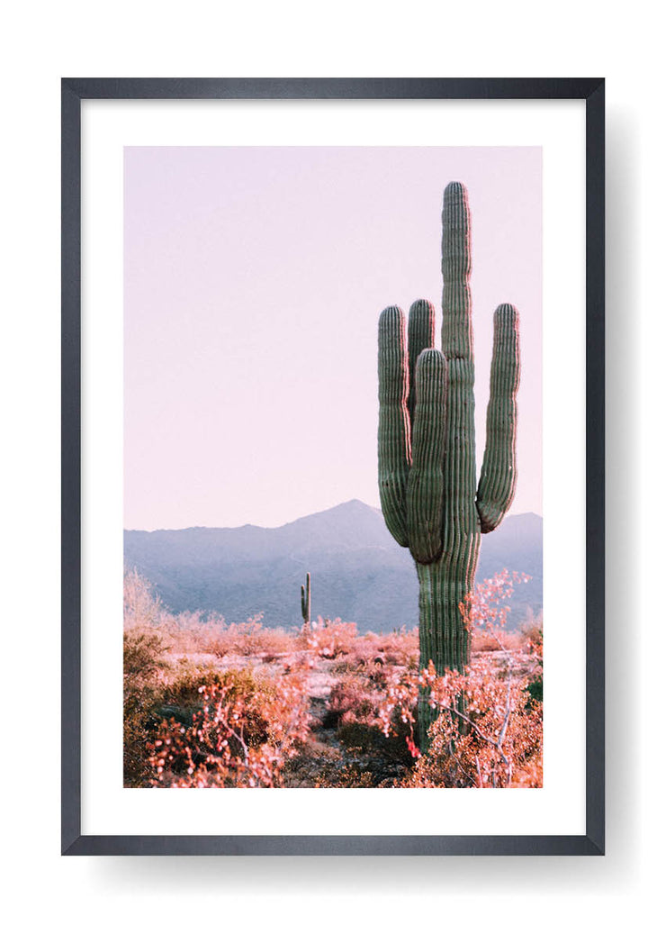 Cactus dans le désert