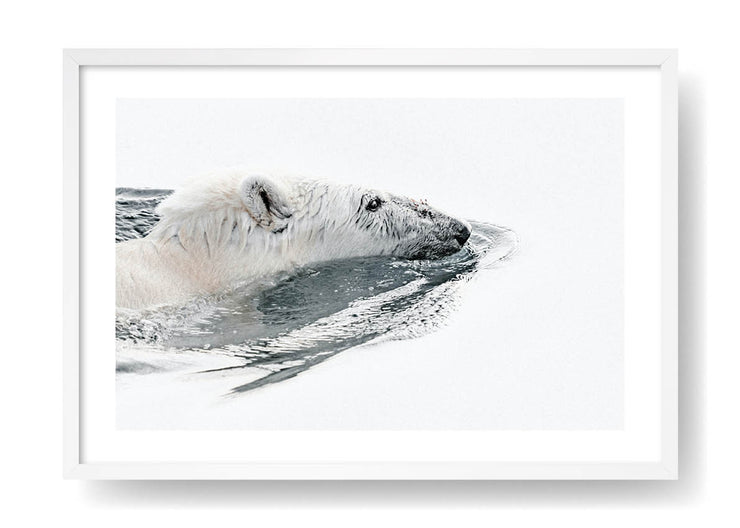 Nuoto con l'orso polare