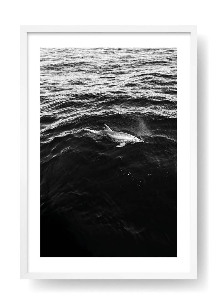 Delfino libero in mezzo all'oceano