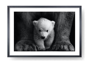 Bambino orso polare