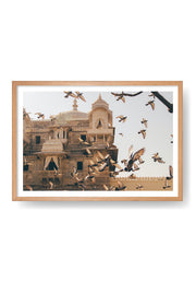 Pigeons in front of a temple