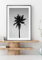 California Palm Tree