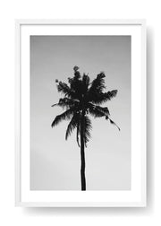 California Palm Tree