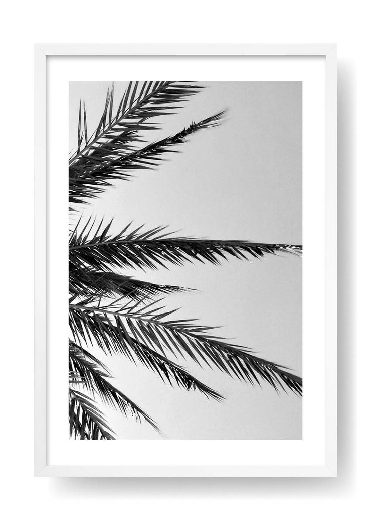 Póster Palm Tree Leaves