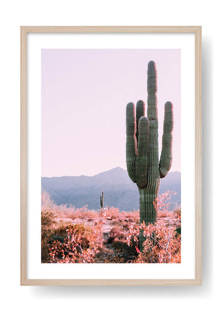 Cactus Nel Deserto