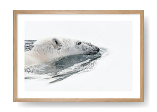 Nuoto dell'orso polare