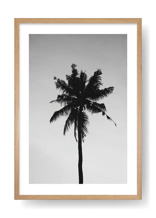 California Palm Tree