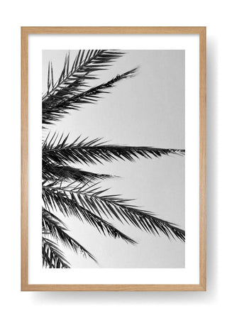 Póster Palm Tree Leaves