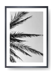Póster Palm Tree Leaves